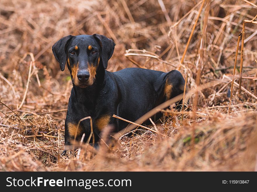 Short-coated Black and Brown Dog on Brown Grass Field