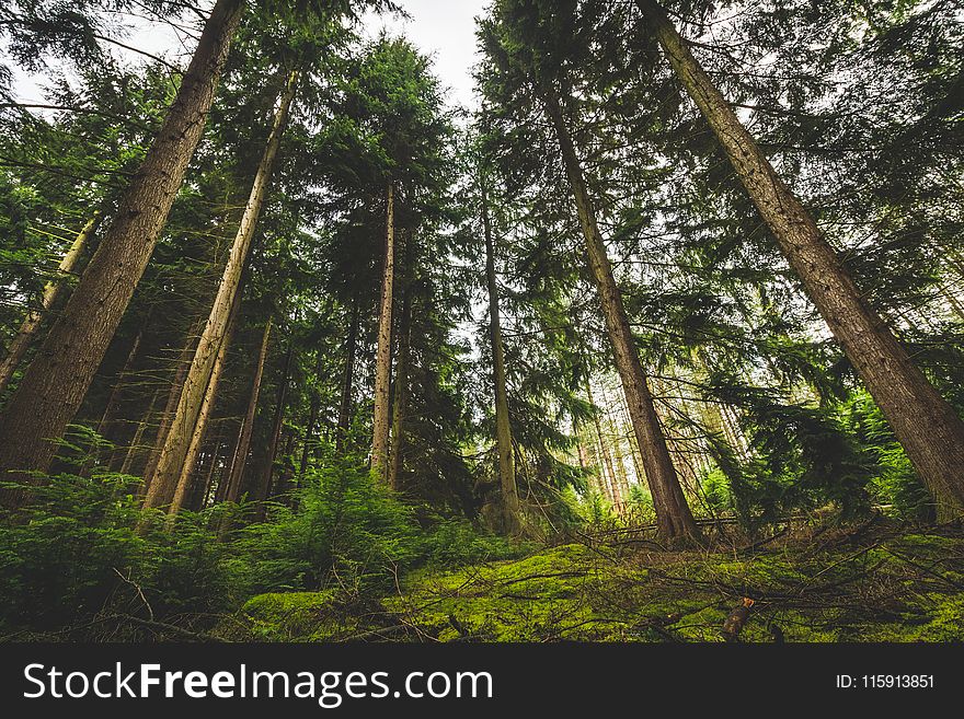 Low Angle View of Trees on Forest
