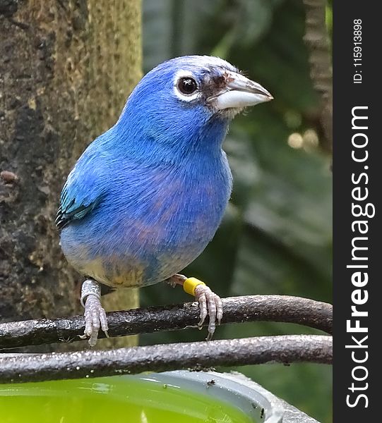 Blue Bird Perched On Black Metal Rod