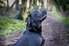 Beautiful Black Labrador Dog On A Walk In The Woods Or Forest On A Dirt Track Or Path Stock Images
