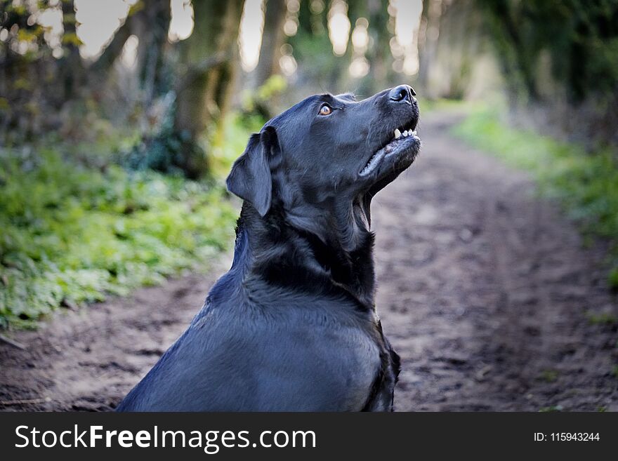 Beautiful black labrador dog on a walk in the woods or forest on a dirt track or path in the UK