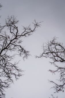 Leafless Branches Of Park Winter Trees Stock Photo Leafless Branches Of Park Winter Trees Stock Photo
