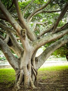 Free Tree Trunk Stock Photography - 115955272