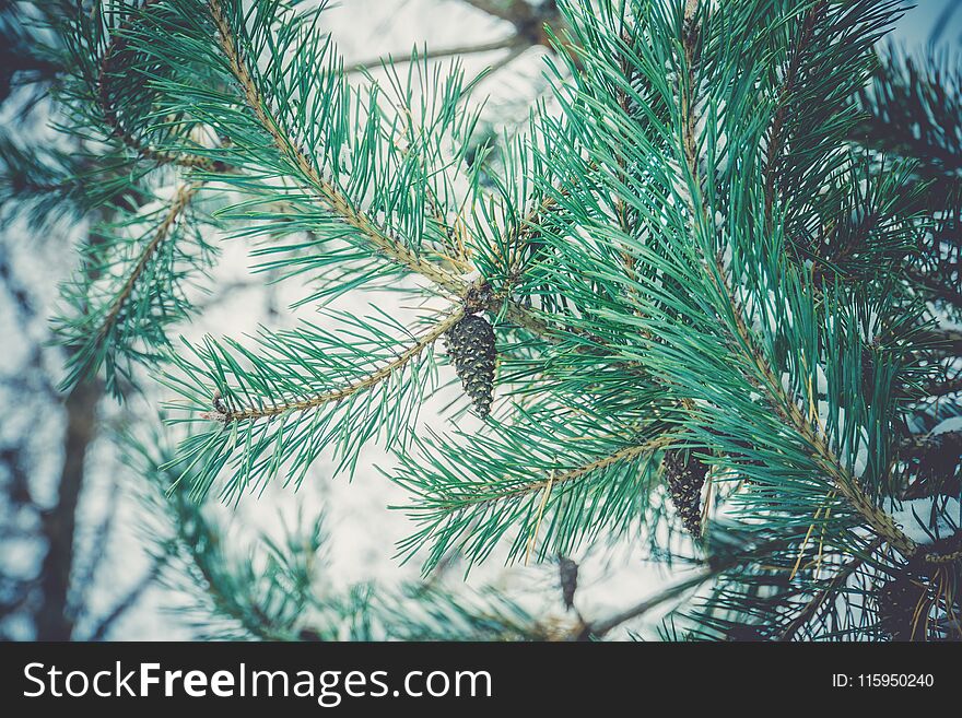 Bright green fir tree branches covered with fresh snow, filtered. Bright green fir tree branches covered with fresh snow, filtered.