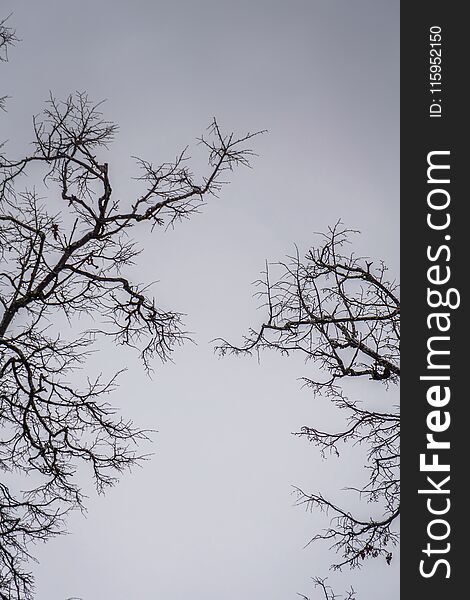 Leafless branches of park winter trees