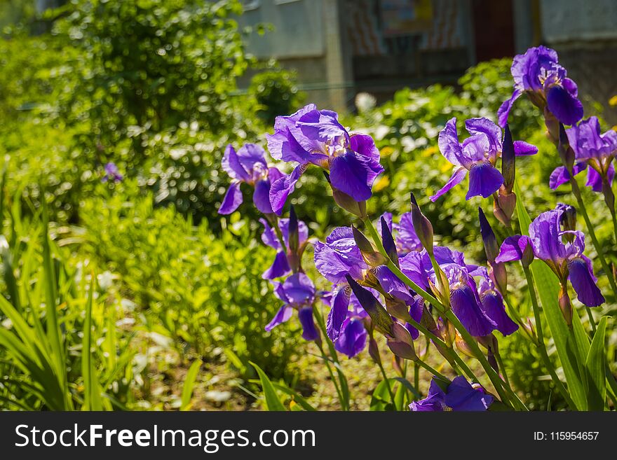 Blooming purple iris flowers, sunny spring day.