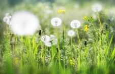 Dandelions Heads Seeds In Green Field At Sunny Summer Morning. Beautiful Floral Blurred Dackground. Wildflowers Royalty Free Stock Images