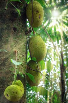 Jackfruit In The Rainforest Stock Photography