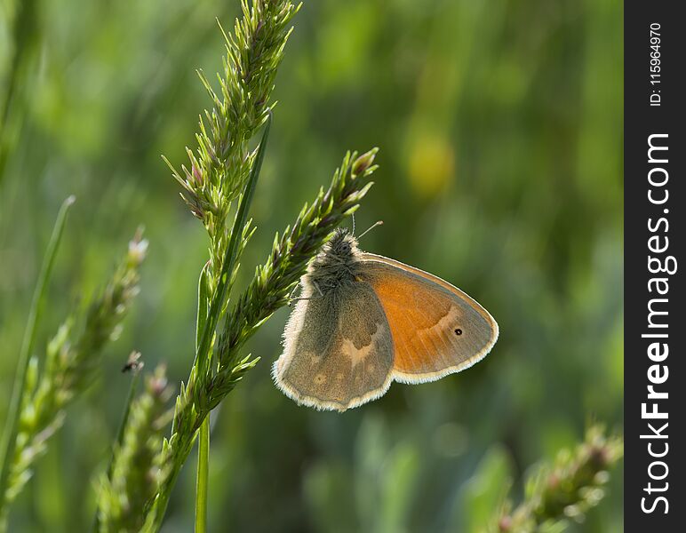 Coenonympha tullia or common ringlet butterfly