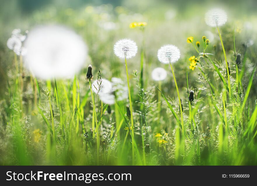 Dandelions heads seeds in green field at sunny summer morning. Beautiful floral blurred dackground. Wildflowers.