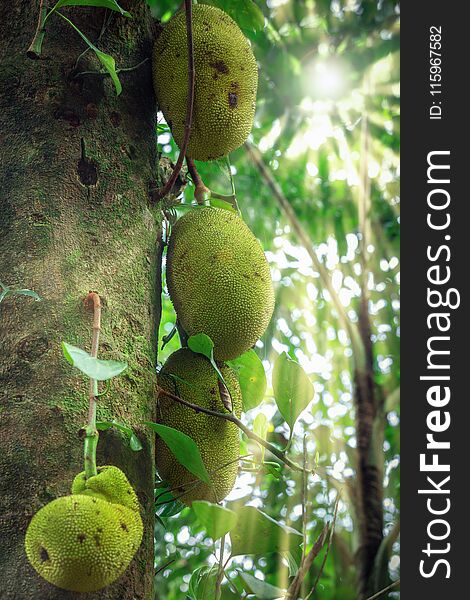 Jackfruit in the rainforest Sinharaja, Sri Lanka