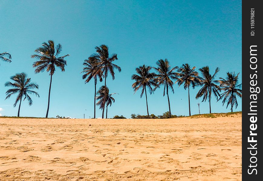 Coconut Trees on Brown Sand