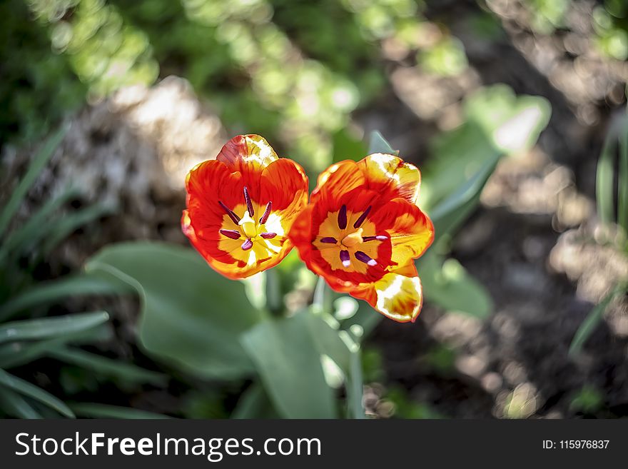 Red-and-yellow Tulips in Closeup Photo
