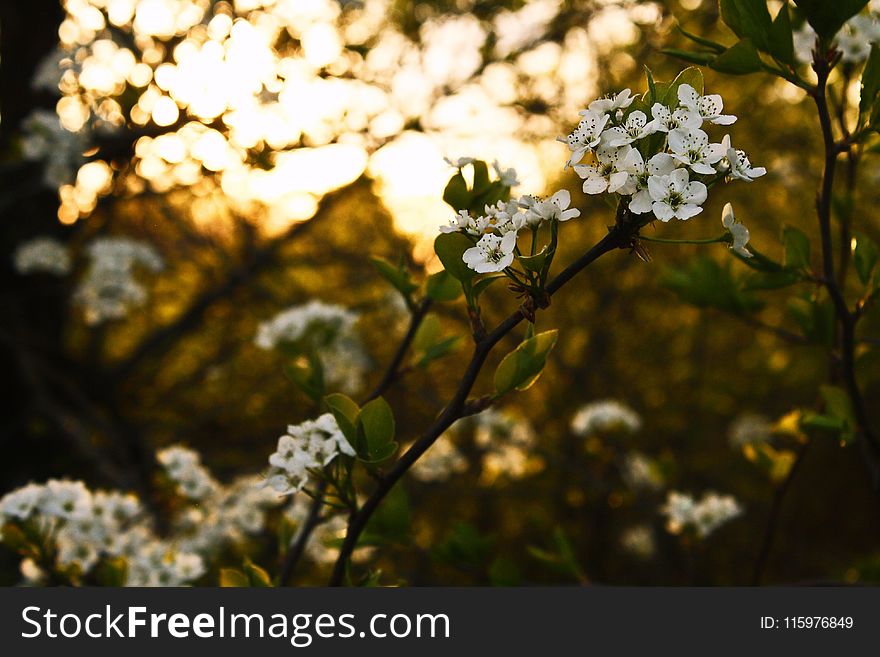 White Flowers With Green Leaves