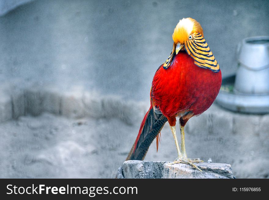 Red and Brown Bird Standing on Grey Wood Stump