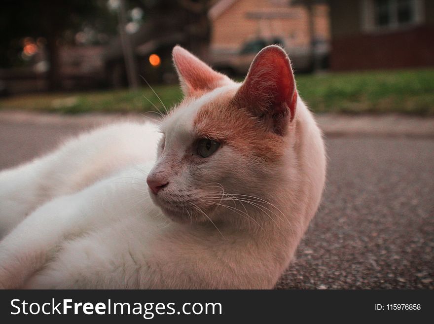 White and Orange Cat Lying on Pavement