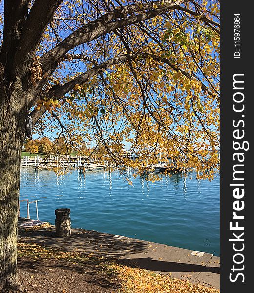 Yellow Leafed Tree Near Body Of Water