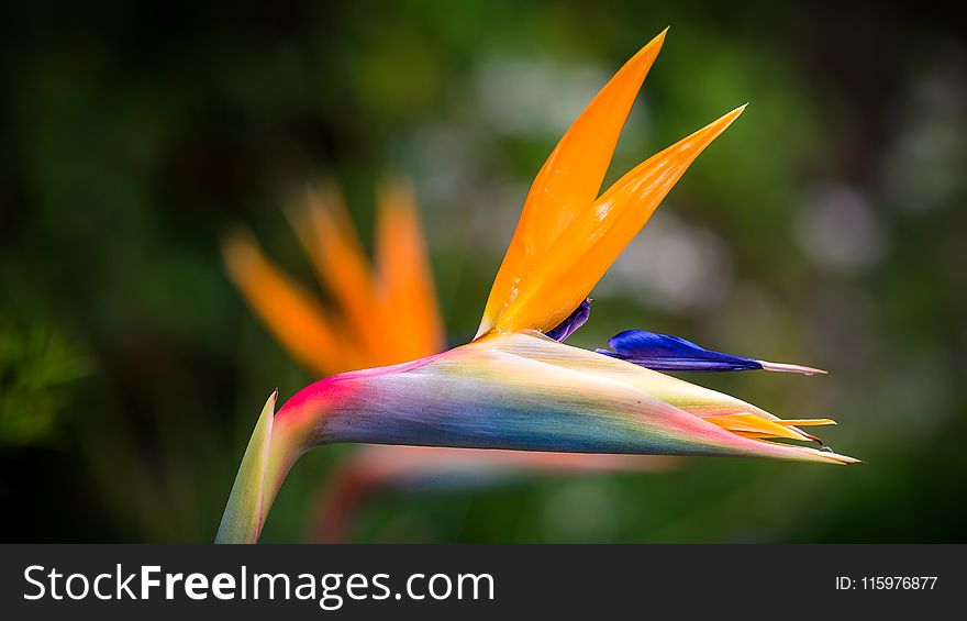 Closeup Photography of Bird of Paradise Flower