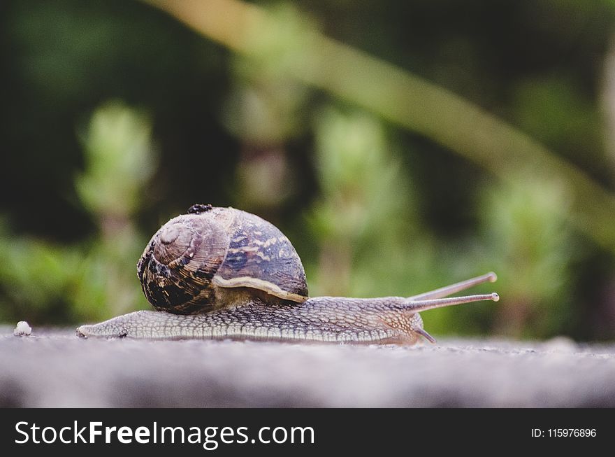 Selective Focus Photography of Snail