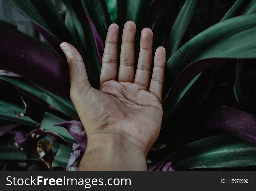 Closeup Photo of Left Human Palm