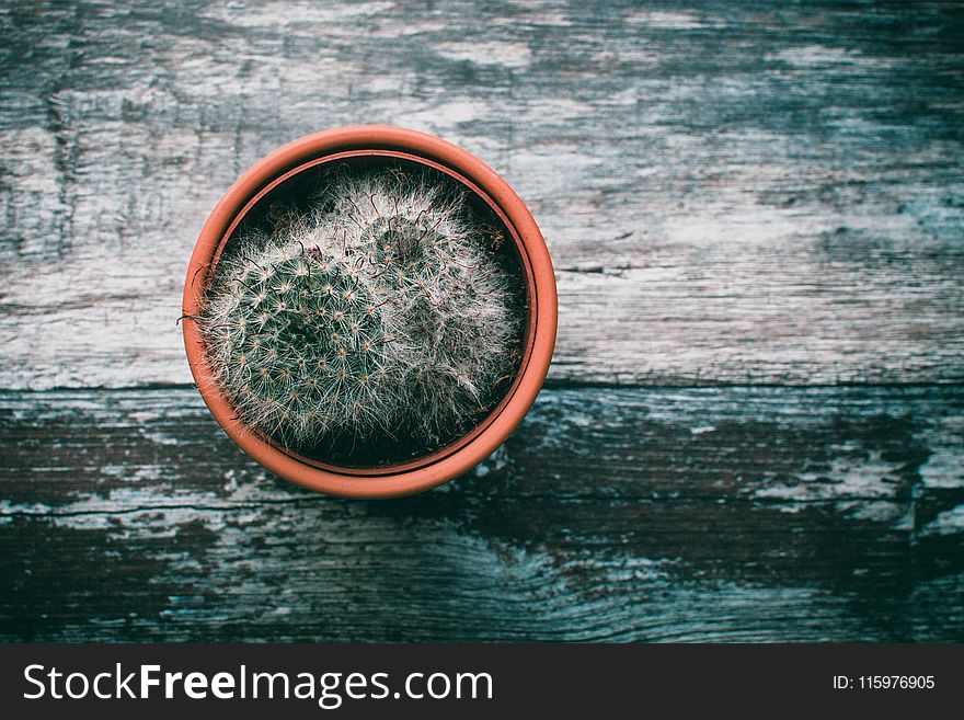 Green Cactus Plant Potted In Brown Pot