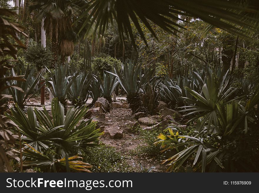 Green Leafed Plants