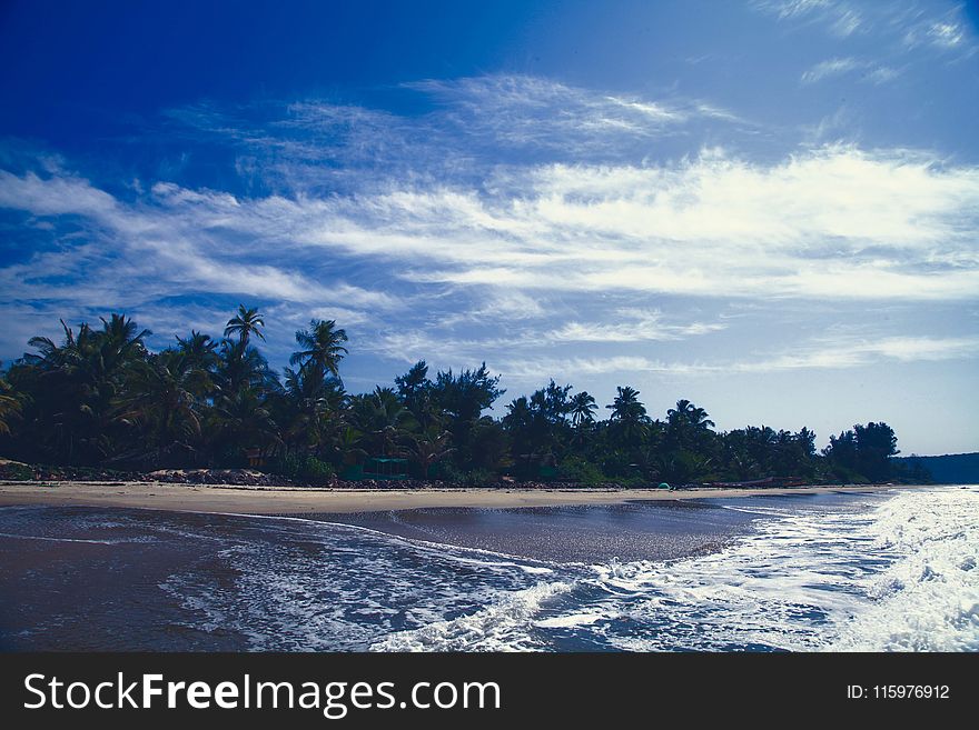 Landscape Photography of Coconut Tree Near Seashore
