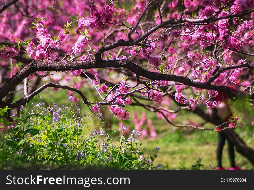 Closeup Photo of Pink Petaled Flower Tree
