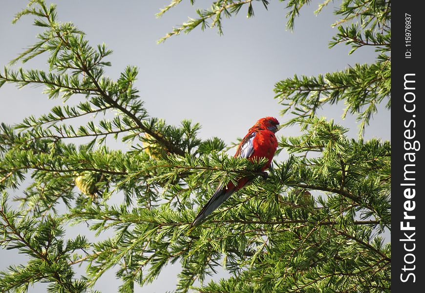 Red Bird on Tree