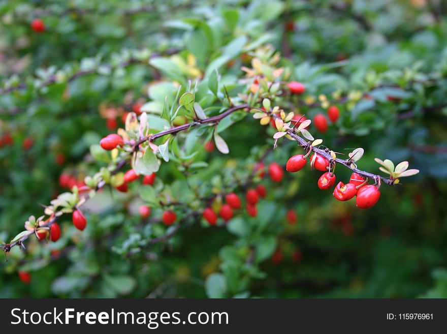Red Fruit Plant