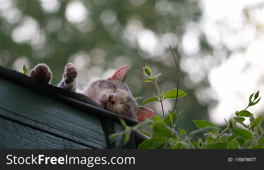Photo of Gray Cat Near Sleeping