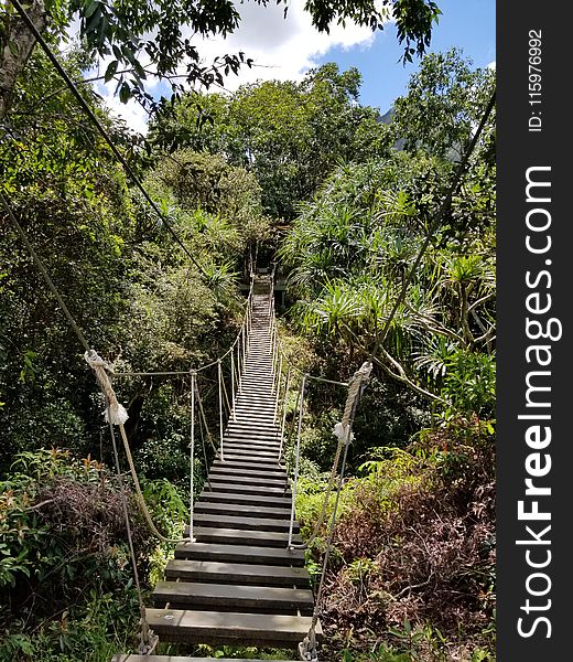 Brown Hanging Bridge Surrounded By Trees