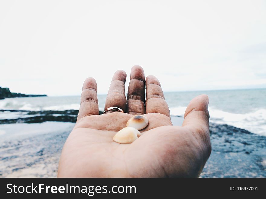 Photo of Two Beige Shell on Person&#x27;s Hand