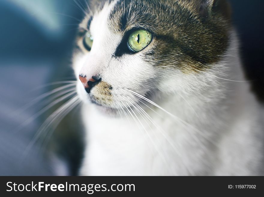 Close Up Photography of Brown Tabby Cat