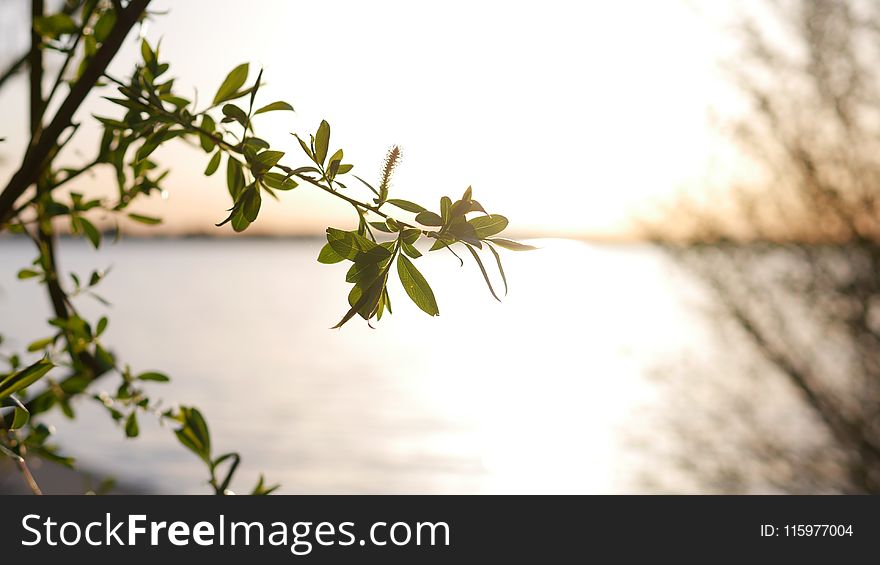 Selective Focus Photography of Leaf Tree Near Shore Line