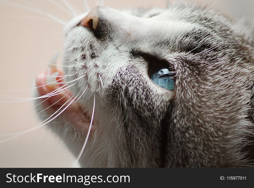 Close Photo Of Gray And White Cat