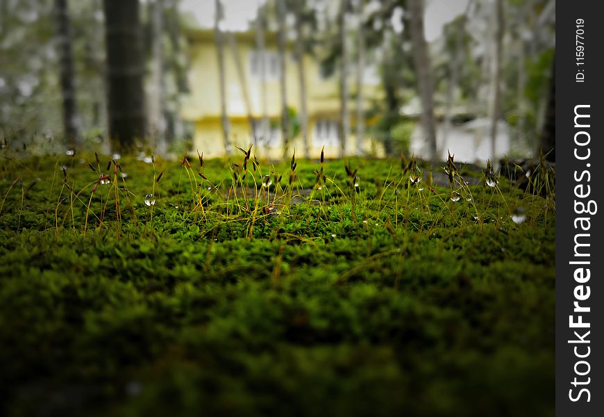 Photo Of Green Grass With Water Dew