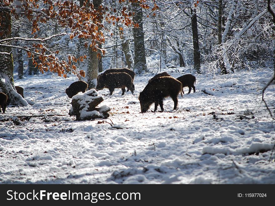 Boars on Snow Near Trees