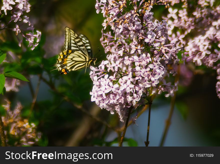 Tiger Swallowtail Butterfly Perched on Pink Petaled Flower at Daytime