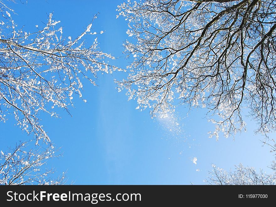 Low Angle Photo of Leafless Trees With Snows Under Clear Blue Sky