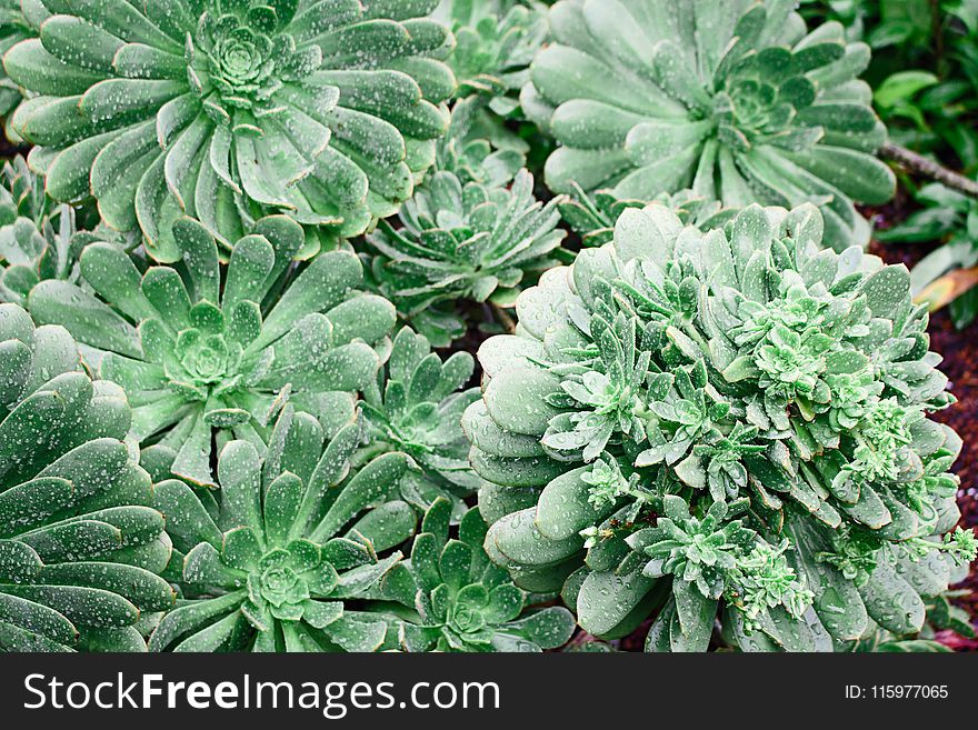 Green Leafed Plants