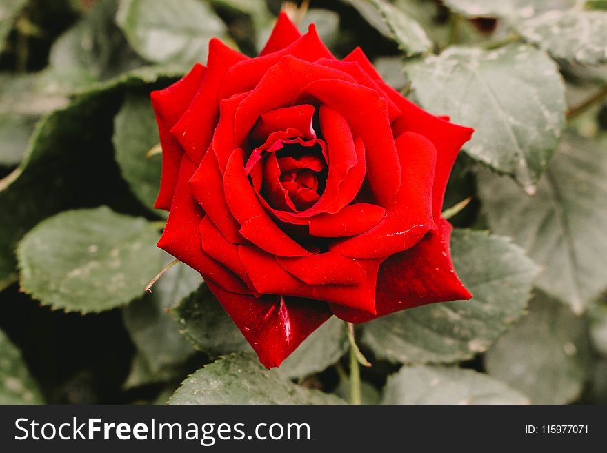 Closeup Photography Of Red Rose Flower