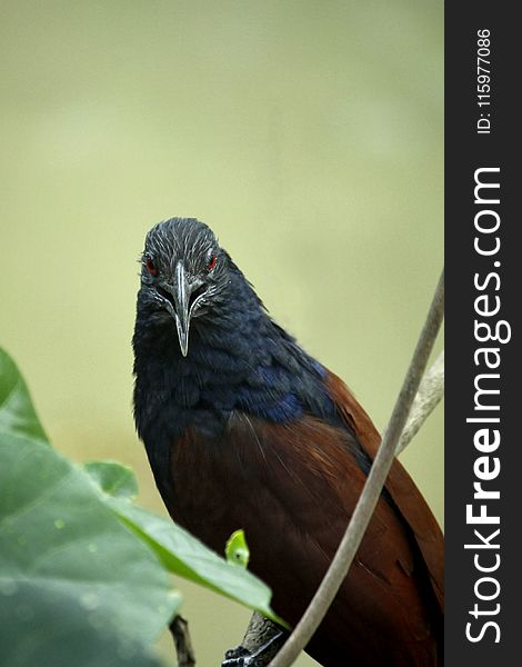 Closeup Photo Of Black, Blue, And Brown Bird On Tree Branch