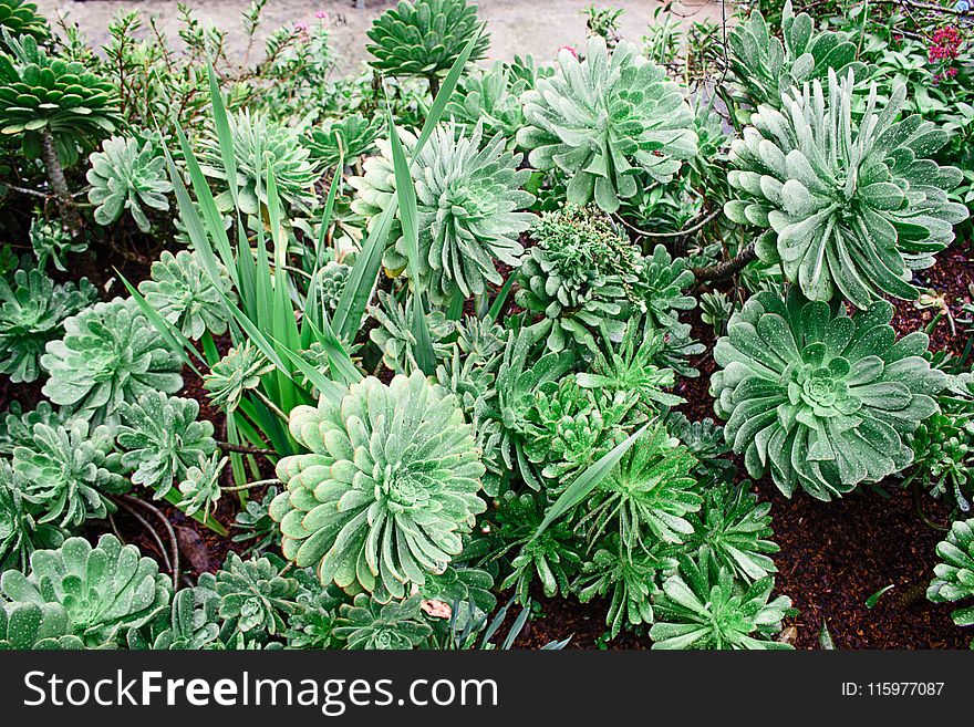 Green Succulent Potted Plants