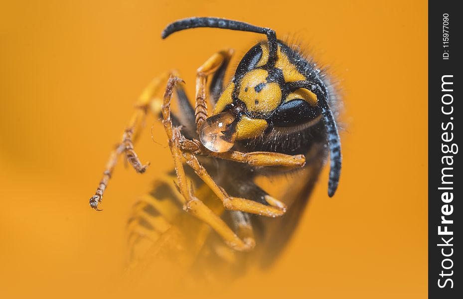 Close-up Photo of Yellow Jacket Wasp