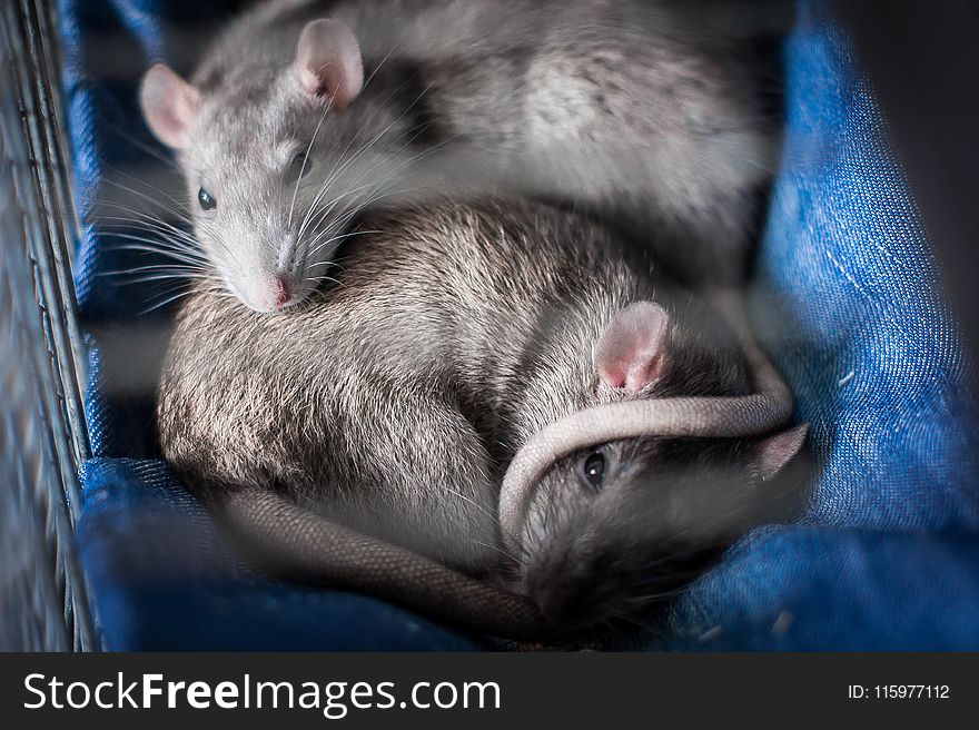Two Gray Mice