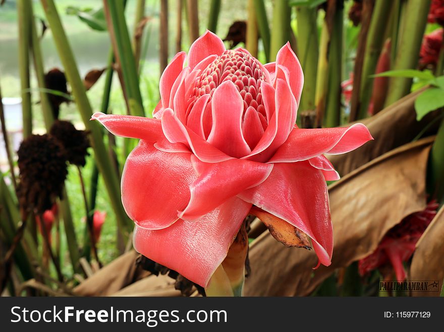 Red Torch Ginger Flower