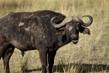 African Buffalo Stock Photography