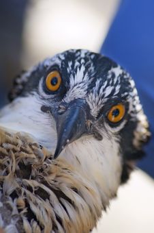 Osprey (Pandion Haliaetus) Focus On Beak Royalty Free Stock Photos Osprey (Pandion Haliaetus) Focus On Beak Royalty Free Stock Photos