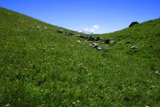 Alpine Meadow Stock Images